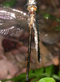 Mocha Emerald